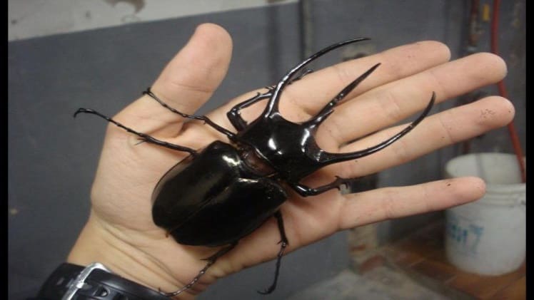 How Is The Cleanest Insect