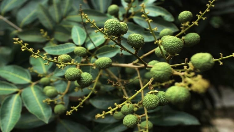 Does Longan Grow In The Philippines