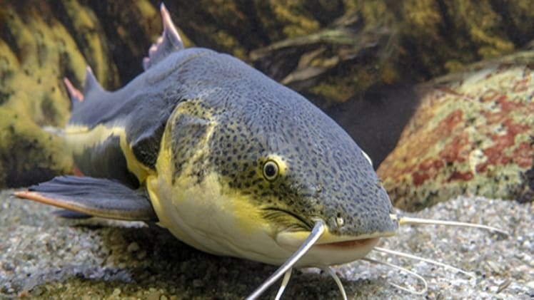 Do Catfish Like Anise Oil