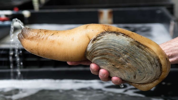 Do Geoducks Have Pearls
