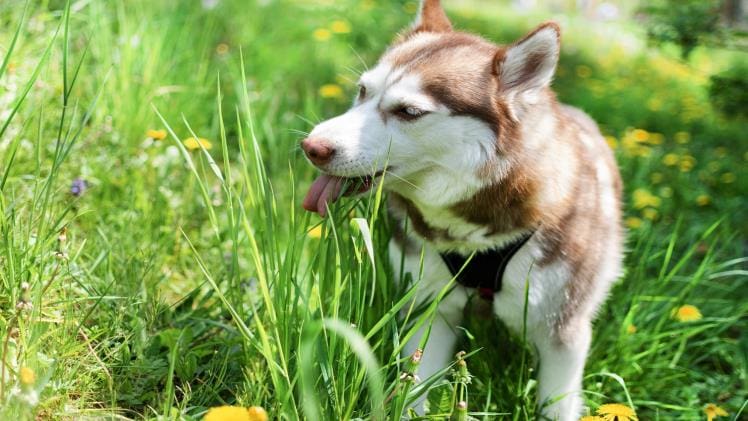 Does Silver Vine Affect Dogs