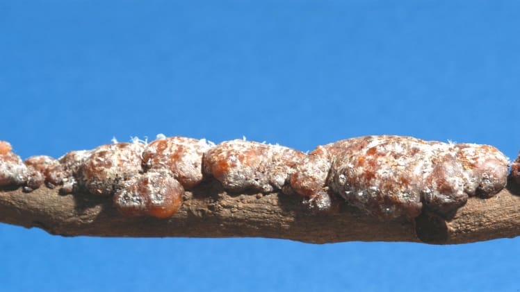 How Stick Lac Is Produced