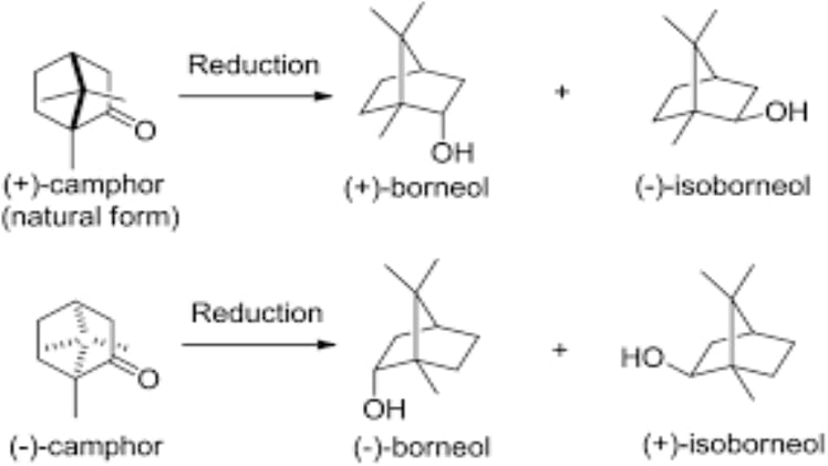 Is Borneol Or Isoborneol More Stable