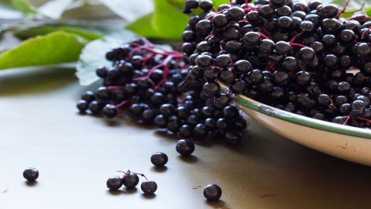 Which Elderberries Are Safe To Eat