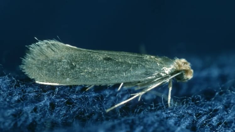 Will A Hot Dryer Kill Moth Larvae