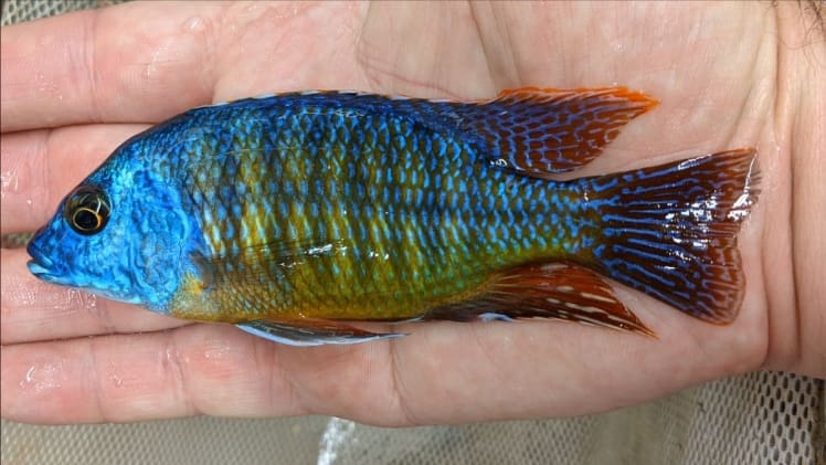 What Are Haps Cichlids