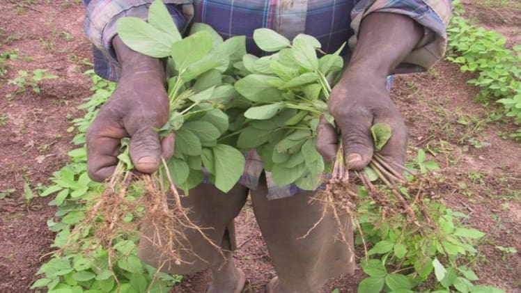 What Enables Leguminous Plants To Fix Nitrogen