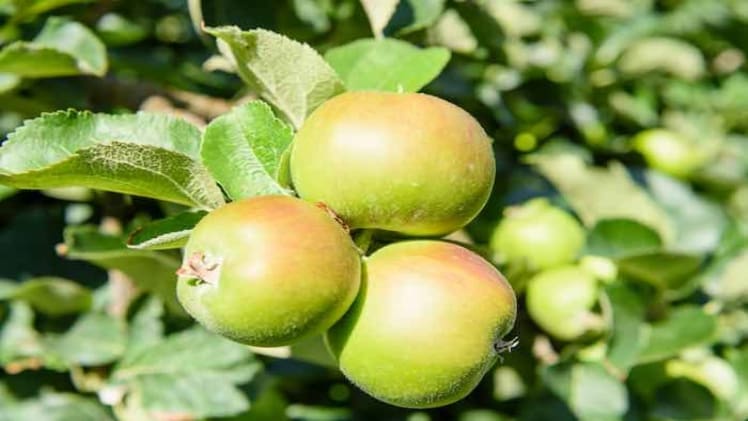 When To Harvest Bramley Apples Uk
