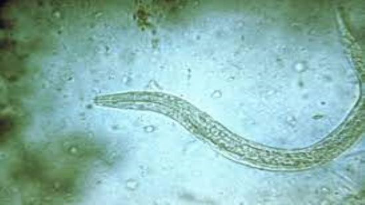 Which One Is Vector For Hookworm Disease
