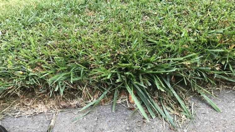 Will Killex Kill Crabgrass