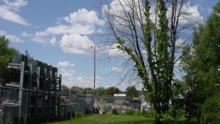 Will Ortho Groundclear Kill Trees