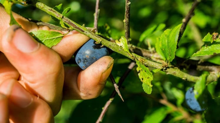 When Are Sloe Berries Ready To Pick