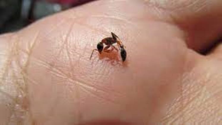 Do Twig Ants Bite