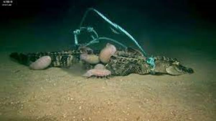 Do Alligators Swim In Deep Water