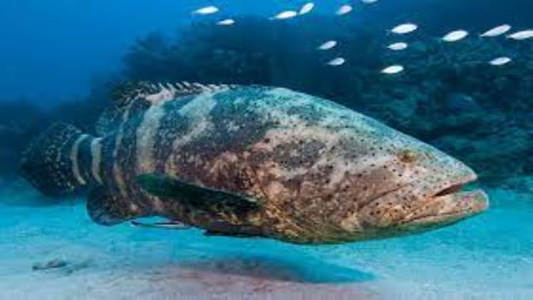 How Jewfish Get Its Name