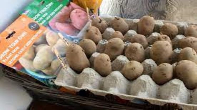 Can I Eat Chitting Potatoes