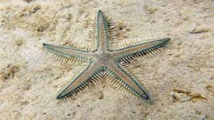 Are Sand Sifting Starfish Hardy