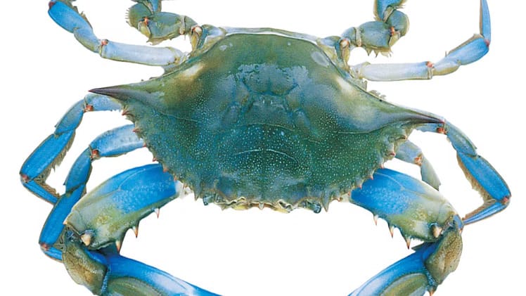 Does Crabs Have Streamlined Body