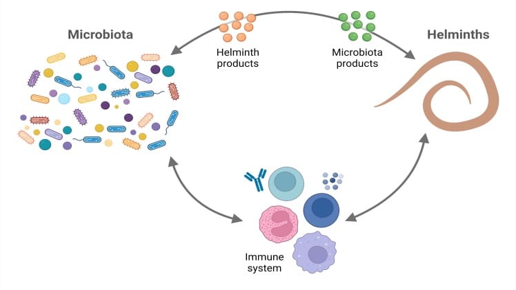 Why Are Helminths Studied In Microbiology