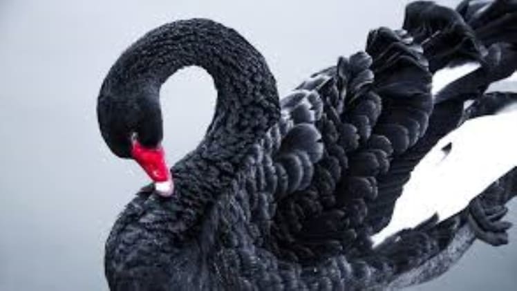 How To Use Anagnorisis In A Sentence