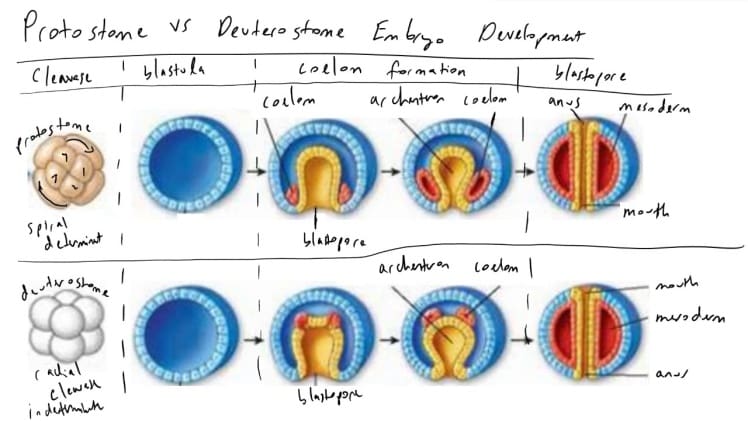 Is Phylum Cnidaria Protostome Or Deuterostome