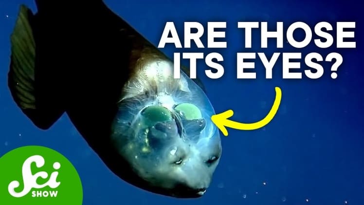 How Big Is A Barreleye Fish