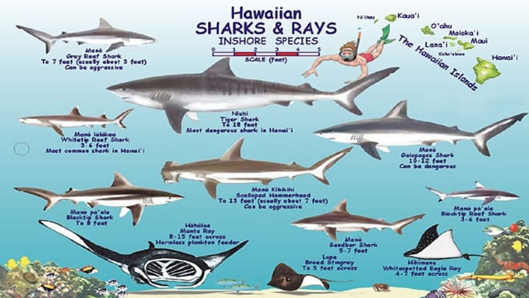 Are Mantas Related To Sharks