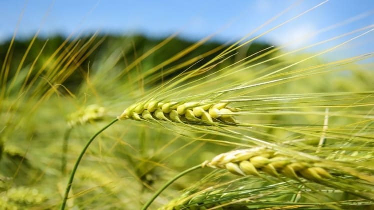 Is Rye Grass Bad For Horses