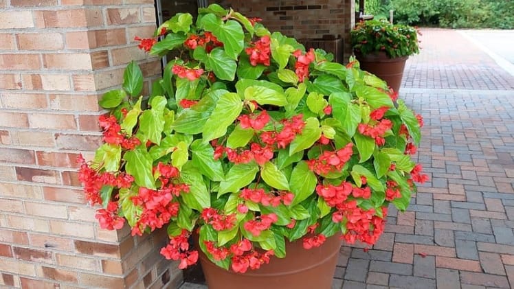 Can You Root Dragon Wing Begonia