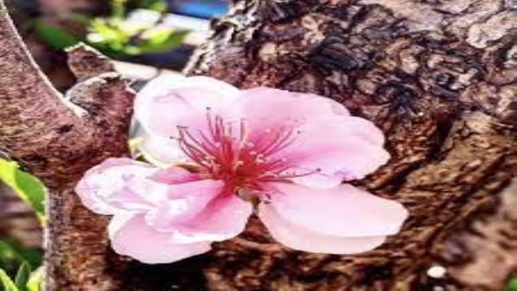 Is Prunus Serrulata Edible