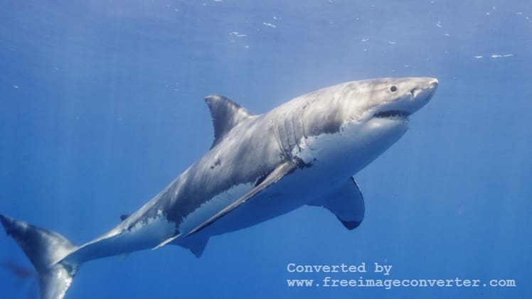 Wheres Katherine The Great White Shark