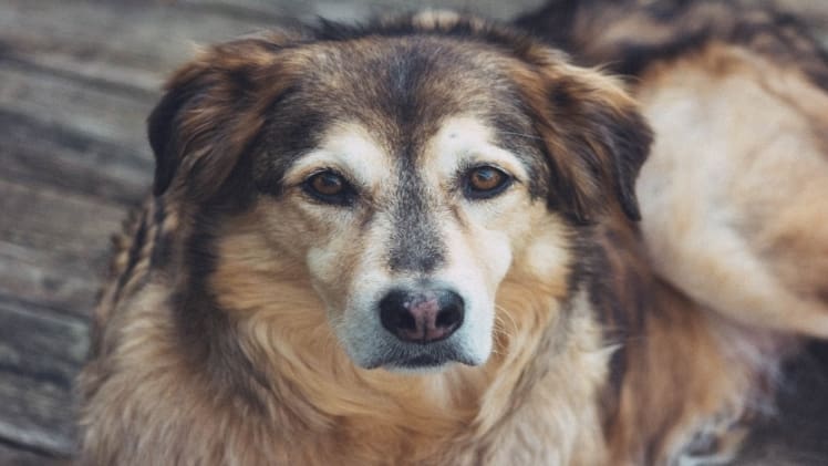 Understanding Canine Seizures: What To Do If Your Dog Has One